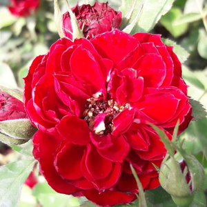 Zenta - trandafiri - www.ioanarose.ro